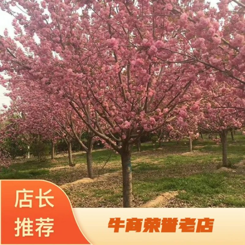 樱花苗樱花树苗日本樱花小苗嫁接早樱晚樱盆栽庭院绿化苗