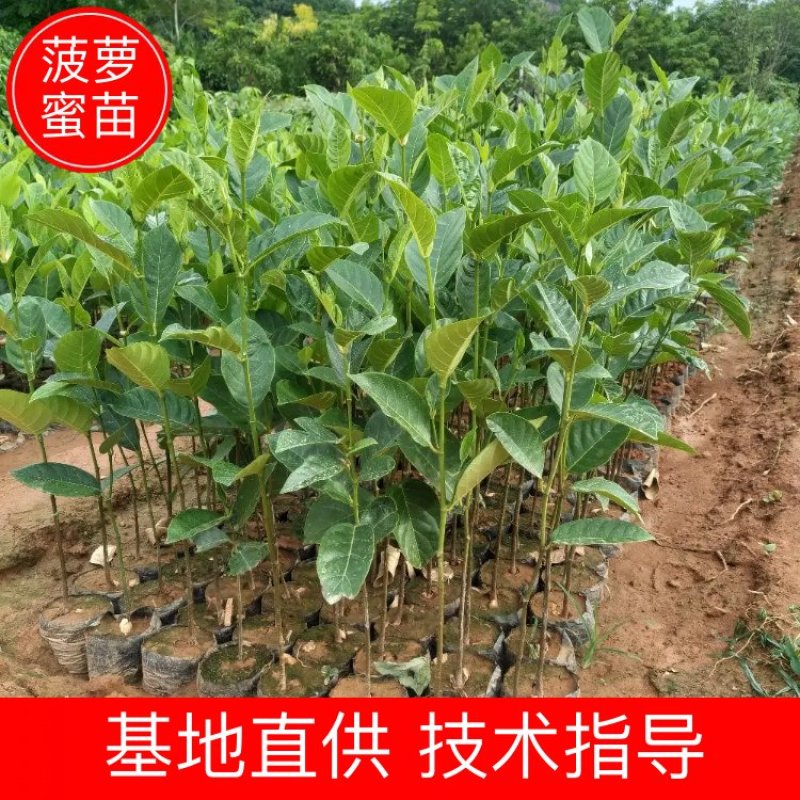 菠萝蜜直生苗营养杯苗八十公分高起量大从优