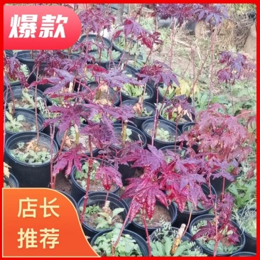 枫树苗，品种流泉，包对版包品种，高度约八十厘米，含盆发货
