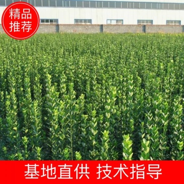 围墙篱笆植物大叶北海道黄杨苗树苗四季常青耐寒庭院绿篱