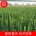 围墙篱笆植物大叶北海道黄杨苗树苗四季常青耐寒庭院绿篱