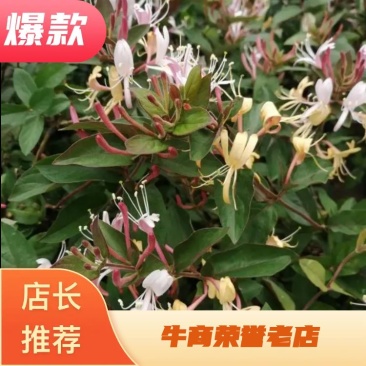 金银花盆栽金银花树苗黄色金银花红色金银花五彩金银花