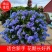 蓝雪花棒棒糖，白雪花，红雪花盆栽阳台都可以的