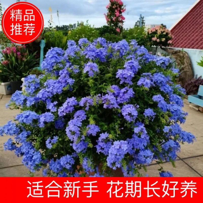 蓝雪花棒棒糖，白雪花，红雪花盆栽阳台都可以的