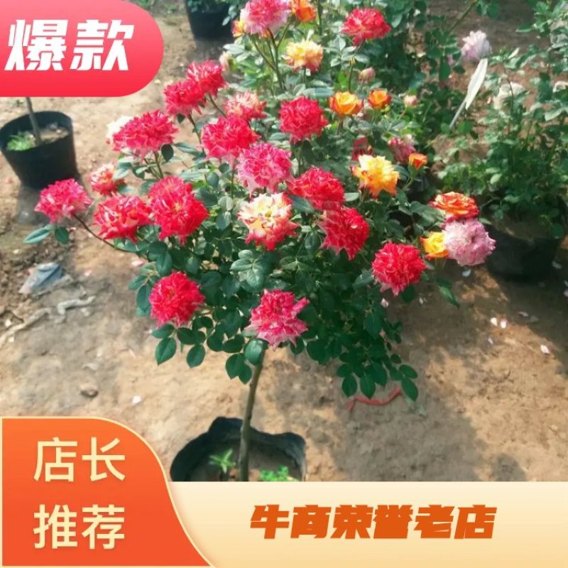 金丝雀果汁阳台躲躲藏藏月季花嫁接棒棒糖月季