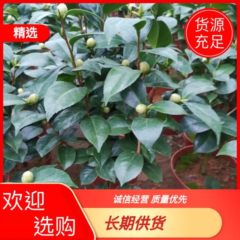 白底十八学士茶花，茶花盆，栽树苗，茶花，非常漂亮