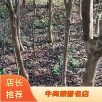 紫薇树苗，粉色紫薇，红花紫薇
