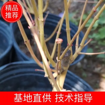黄金枫，金镶玉枫，日本红枫盆栽盆景，枫树系列。