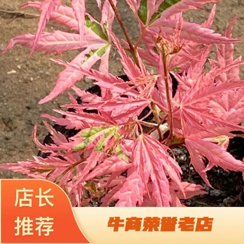 日本红枫，泰勒枫树，红枫彩色分数系列粉枫枫