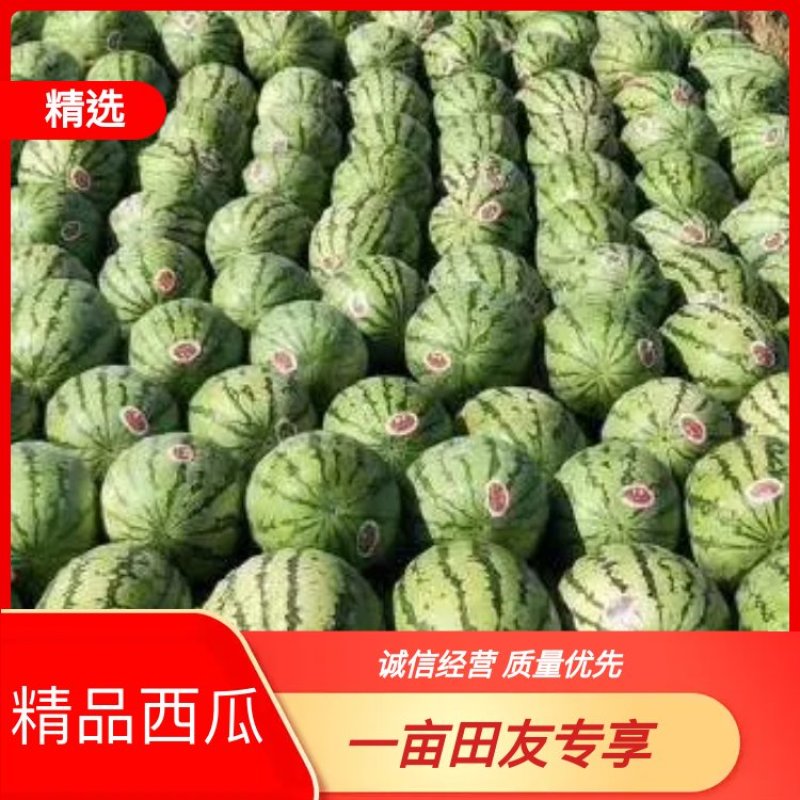 【现摘现发】金城5号产地直发对接全国批发商欢迎来电