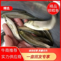 银鳕鱼自家鱼场品质保证诚信经营欢迎联系接商超市场