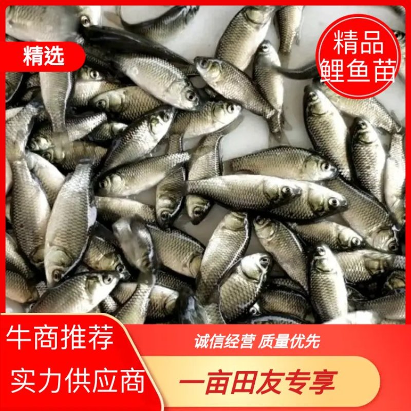 大量出售岩鲤苗品质保证诚信经营自家鱼场欢迎联系