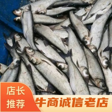 重庆翘壳鱼苗批发品质保证自家基地死苗包赔