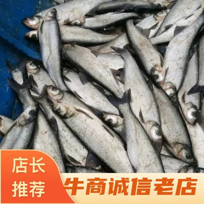 重庆翘壳鱼苗批发品质保证自家基地死苗包赔