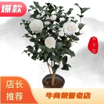 东方亮茶花树苗盆栽水晶白茶花室内外春冬季开花绿植花卉