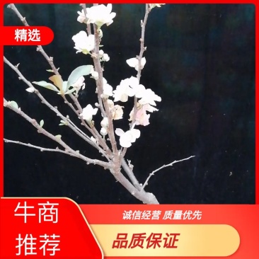 海棠花盆栽牡丹，海棠垂丝海棠大富贵，海棠玫瑰海棠