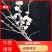 海棠花盆栽牡丹，海棠垂丝海棠大富贵，海棠玫瑰海棠