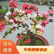 日本海棠花东洋锦，四季开花，室内盆栽花卉，耐寒耐阴