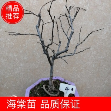 海棠花盆景原生长寿冠，海棠花盆栽双色批发，各种鲜花批发。