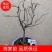 海棠花盆景原生长寿冠，海棠花盆栽双色批发，各种鲜花批发。
