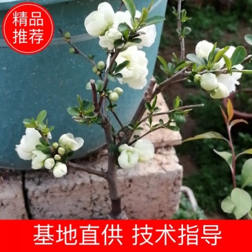 海棠花盆栽复色海棠贴梗海棠日本海棠十二一重长寿冠彩玉海棠
