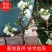 海棠花盆栽复色海棠贴梗海棠日本海棠十二一重长寿冠彩玉海棠