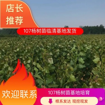 杨树苗/107杨树苗/鲁林9号无絮杨/速生杨基地