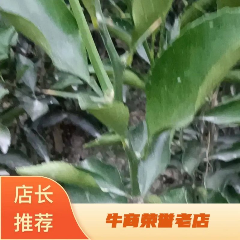 精选黄金贡柚苗子，杆茎粗壮，根系超好，价格便宜