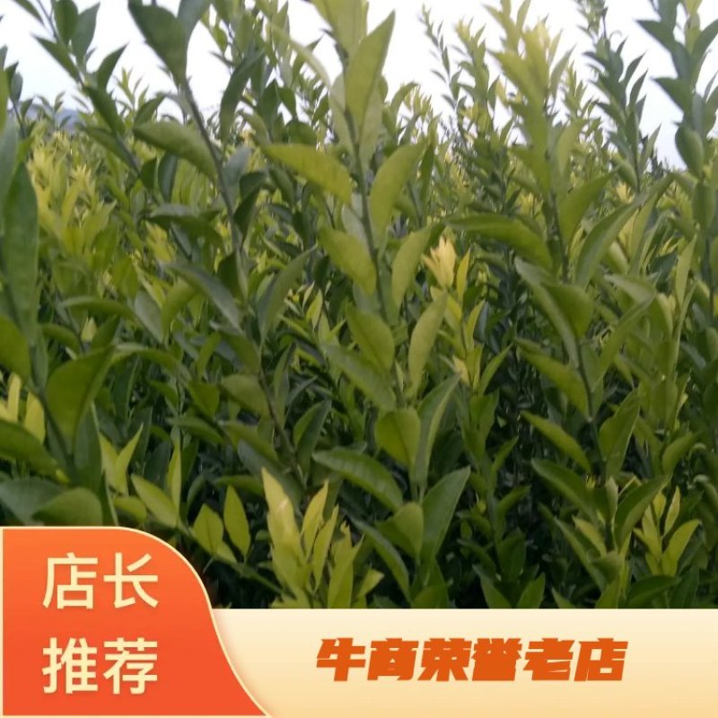 南丰蜜桔苗，果子虽不大，但味甜皮薄，无渣，口感超好