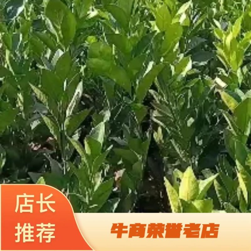 【牛商】超级便宜的纽荷尔柑桔苗产地批发，现挖现发