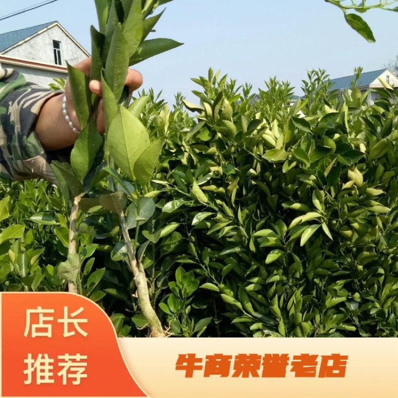 冰糖柑苗，发源于我们黔阳安江的一个品种，品质纯正