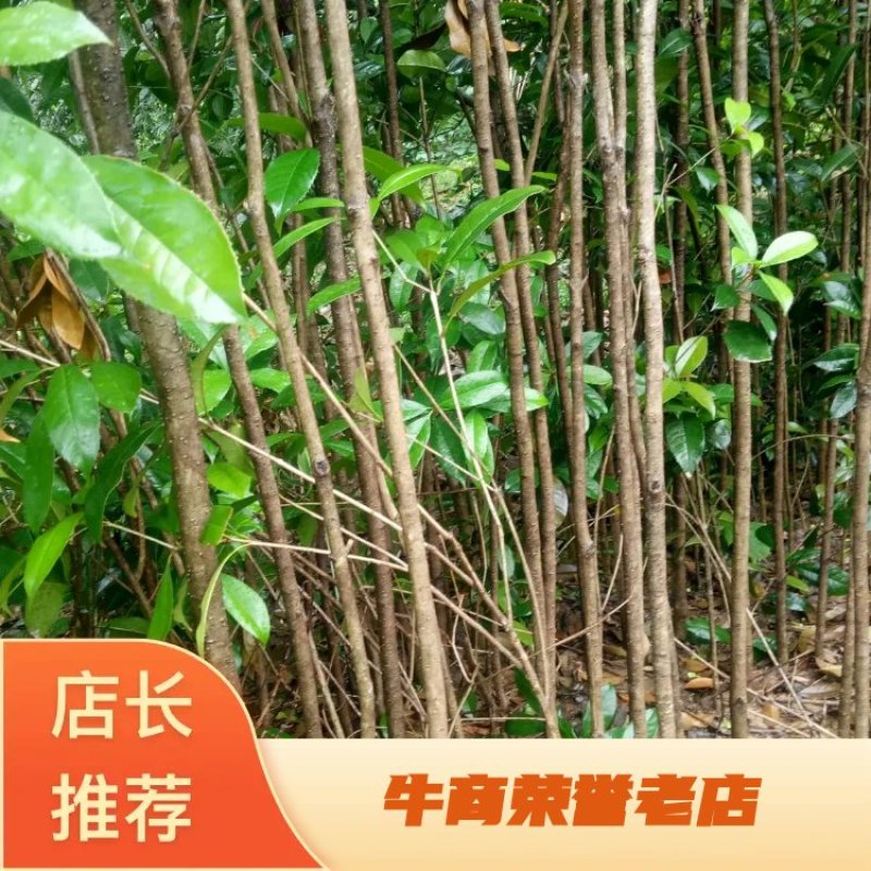 桂花苗，绿化苗木，量大从优，品质有保障，欢迎各地老板来电咨询