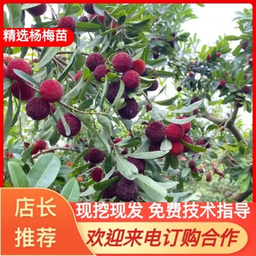 福建杨梅苗：杨梅嫁接苗，软丝杨梅苗（安海王子），台梅嫁接
