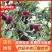 福建杨梅苗：杨梅嫁接苗，软丝杨梅苗（安海王子），台梅嫁接