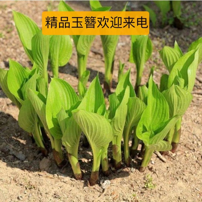 玉簪苗质量保障视频看货代开发票量大优惠诚信为本欢迎来电