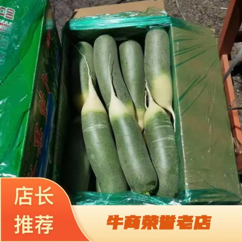 山东萝卜/青皮萝卜/济南水果萝卜/平阴水果萝卜/一件批发