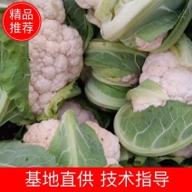 城固菜花1斤半斤以上和光头艳色乳白现货保质量保满意大量