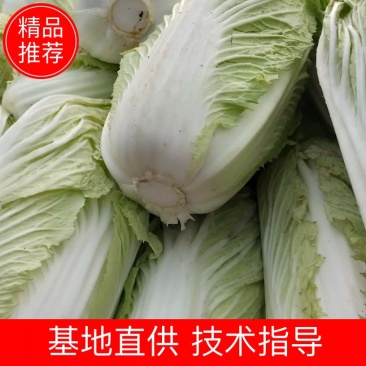 城固大白菜大量上市中2一3斤现货品种多样