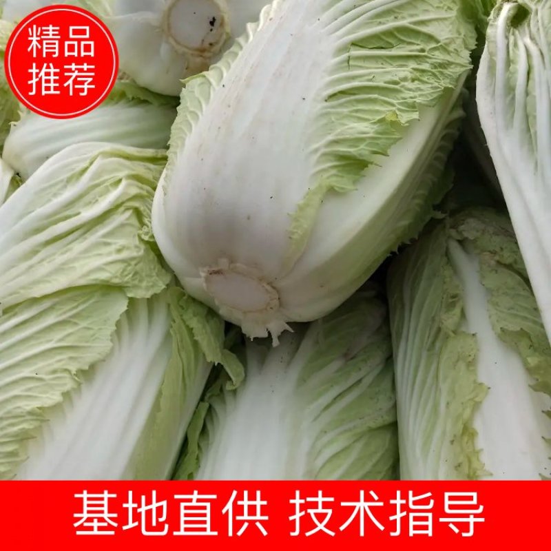 城固大白菜大量上市中2一3斤现货品种多样