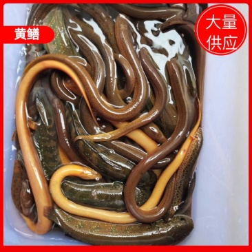 【荐】黄鳝广东黄鳝大量供应全国发货量大从优
