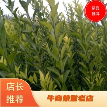 南丰蜜桔苗，果子虽不大，但味甜皮薄，无渣，口感超好