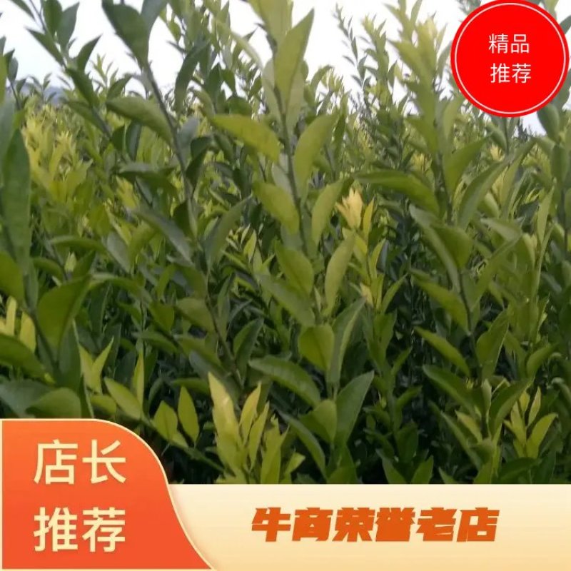 南丰蜜桔苗，果子虽不大，但味甜皮薄，无渣，口感超好