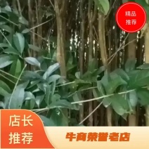 桂花苗，大棵的，小棵的都有，价格可再议，有需的老板可联糸