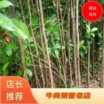 桂花苗，绿化苗木，量大从优，品质有保障，欢迎各地老板来电咨询