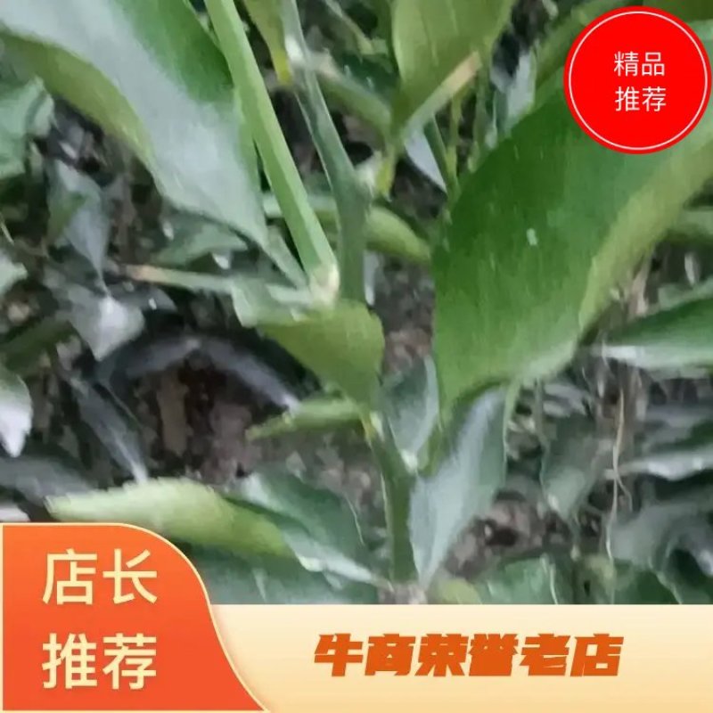 精选黄金贡柚苗子，杆茎粗壮，根系超好，价格便宜