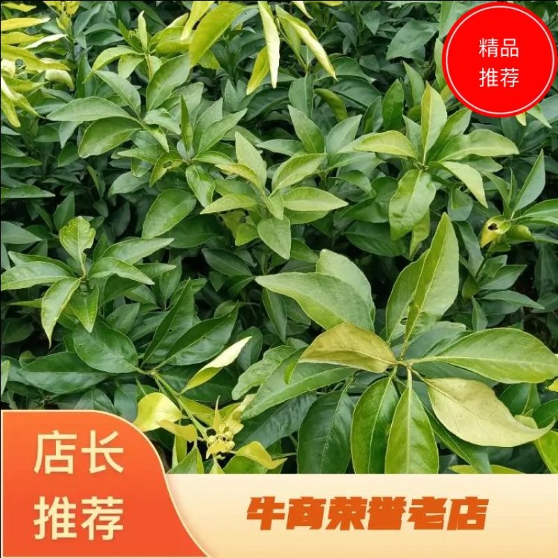 正宗红美人爱媛28苗，现挖现发，质量保证