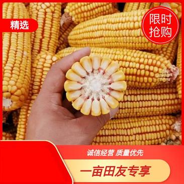 甘肃定西黄玉米山区中高海拔种植马牙型玉米