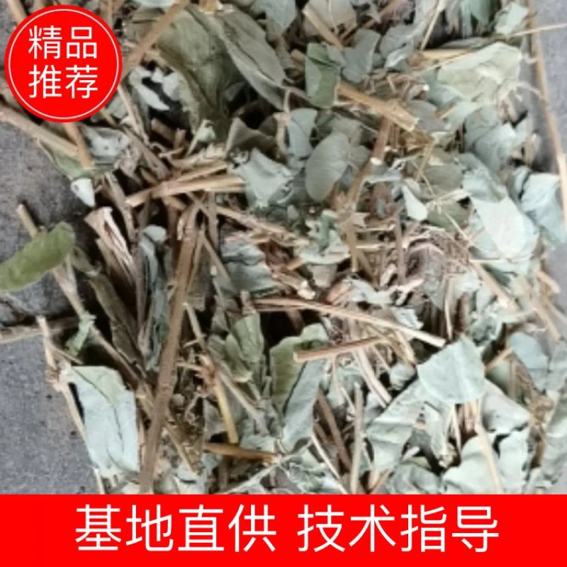 广金钱草各种规格，大量低价供货，基地直供，一手货源
