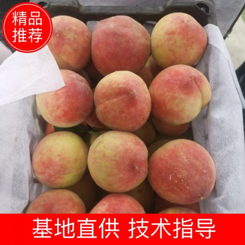 【优选】春蜜桃（早熟2号）甜度好个头匀优质货源可视频看货