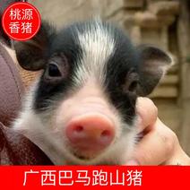 【农场】跑山香猪巴马小香猪肉新鲜猪肉农场现发